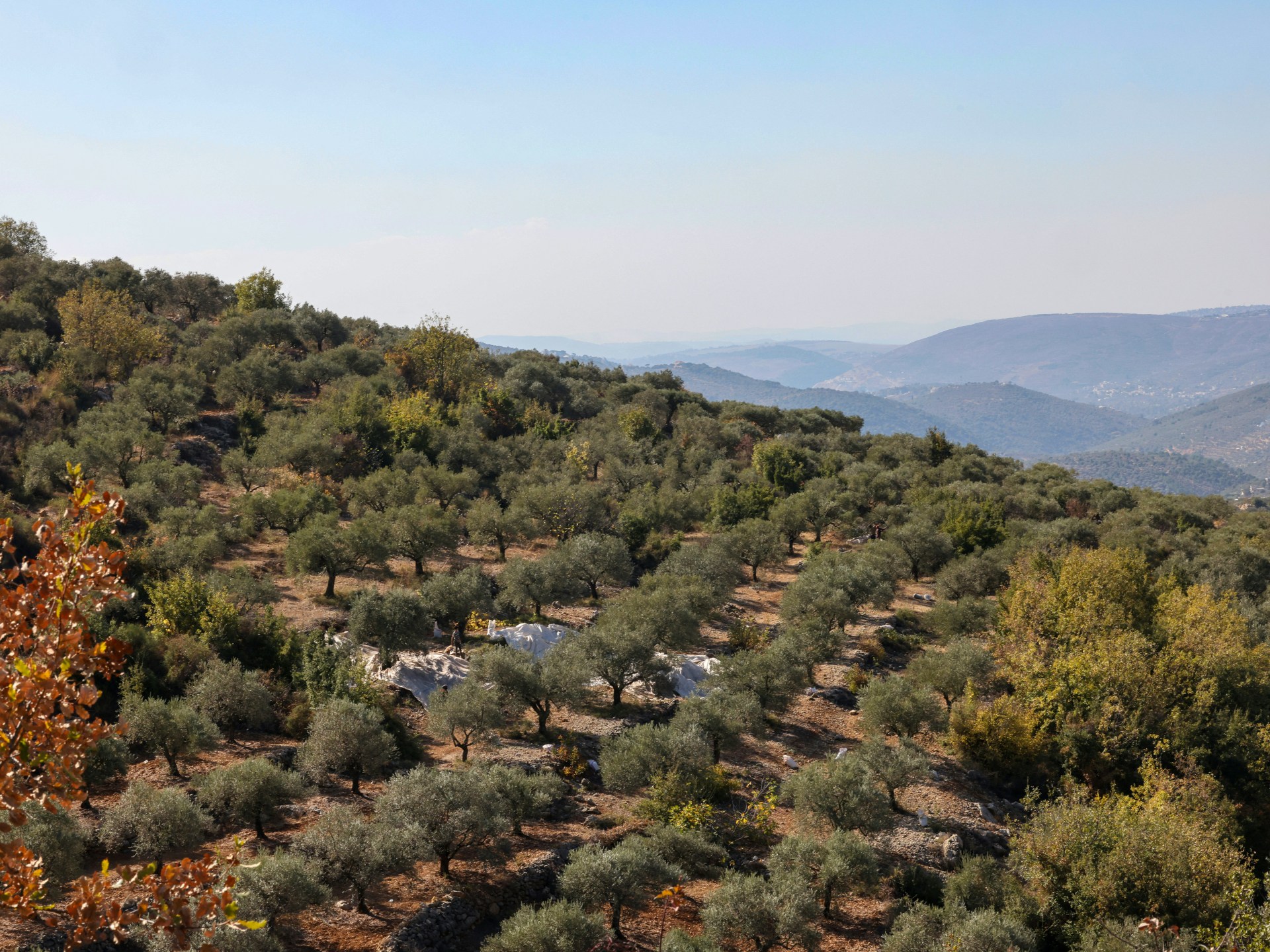 Olive farmers face danger, neglect after Israel’s war in southern Lebanon | Israel attacks Lebanon