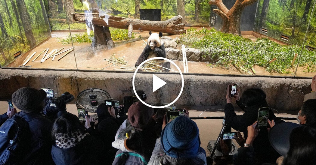 Fans in Tokyo Visit Twin Pandas Before They Head to China