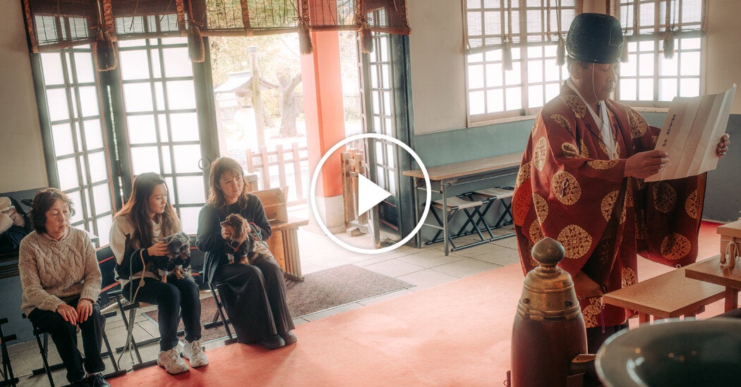 Pups in Kimonos Receive Blessings During Japanese Holiday