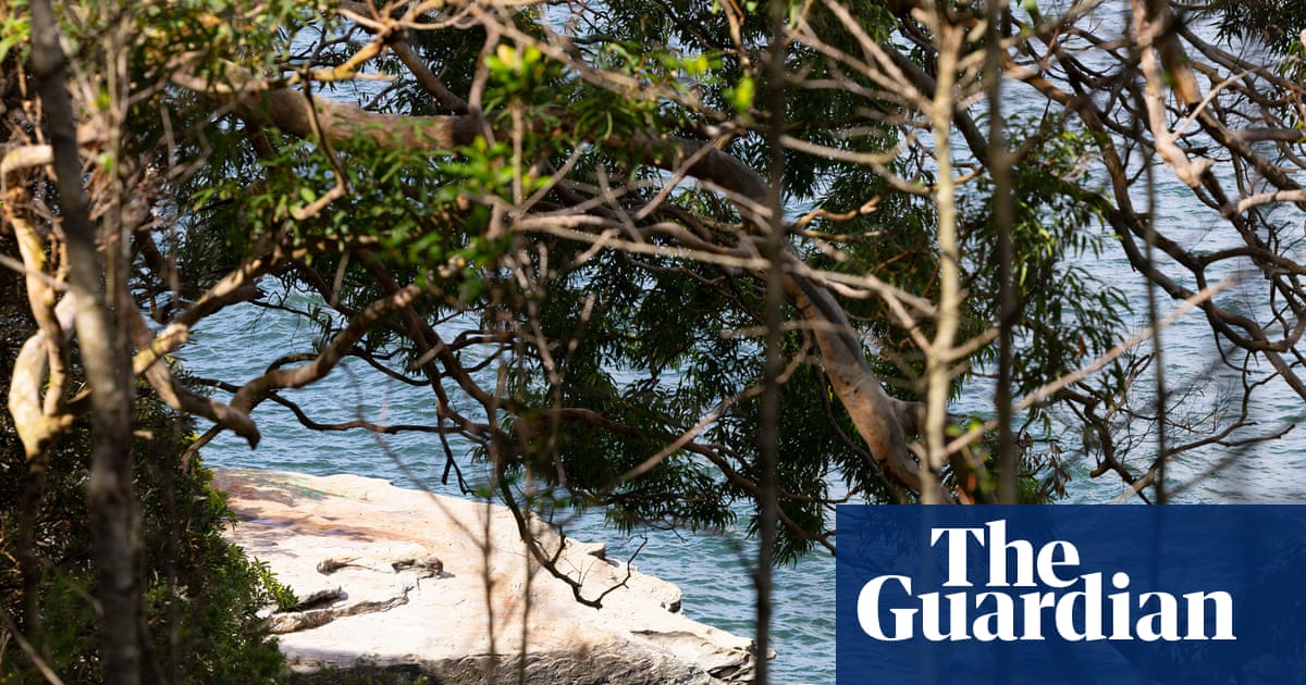 Nico Antic, 12, dies in hospital after being attacked by a shark in Sydney | Sydney